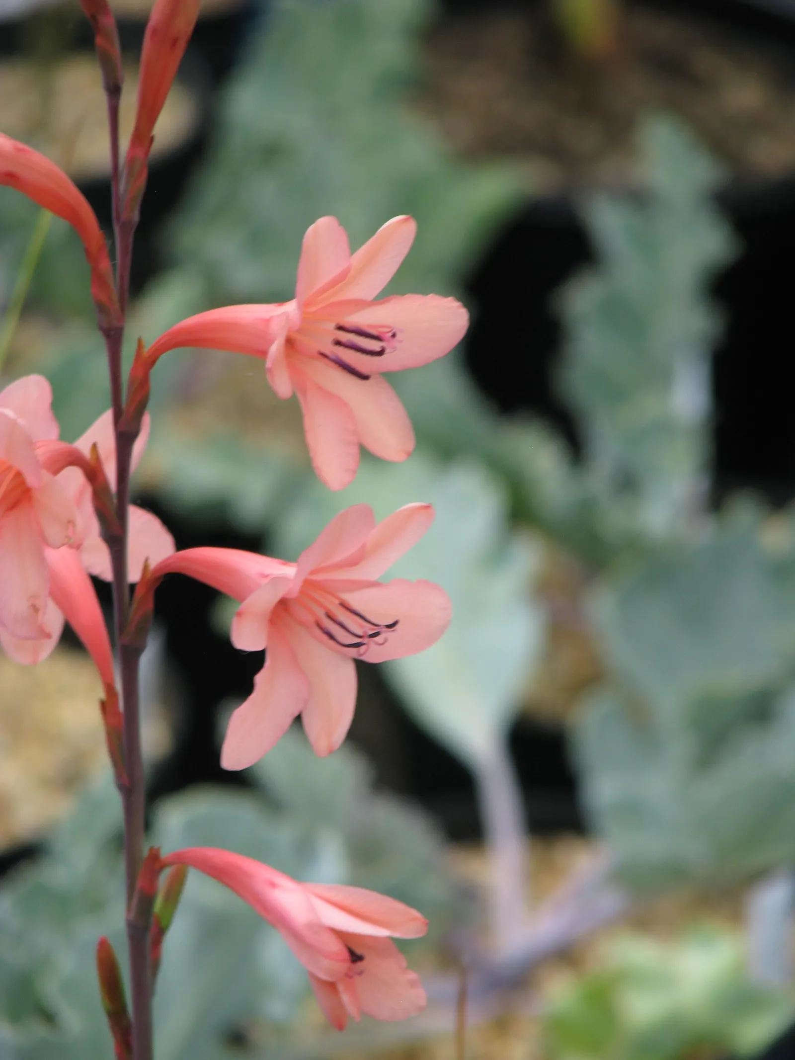 Evergreen Watsonia, Bugle Lily (Watsonia Pillansii) — it requires well-drained soil and minimal water once established