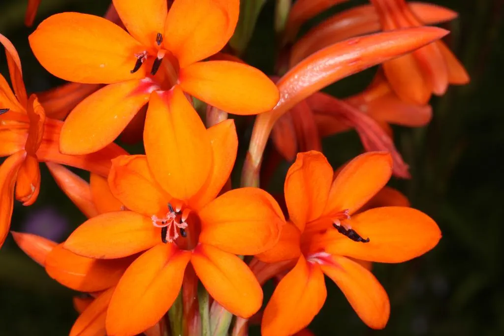 Evergreen Watsonia, Bugle Lily (Watsonia Pillansii) — which soar upwards to heights of up to 4 feet