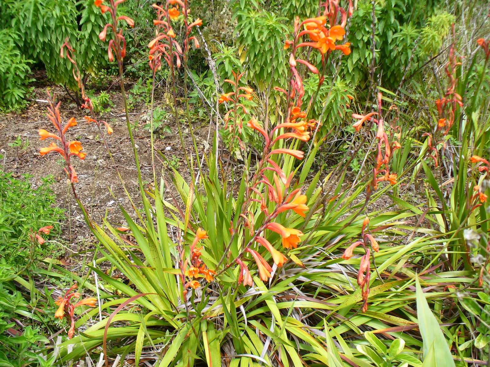 Evergreen Watsonia, Bugle Lily (Watsonia Pillansii) — is a strikingly ornamental plant ideal for adding vertical interest to any landscape design