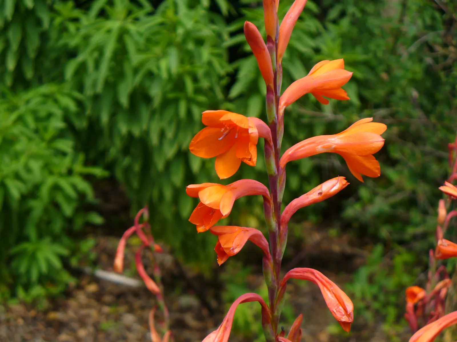 Evergreen Watsonia, Bugle Lily (Watsonia Pillansii) — this evergreen perennial boasts sword-shaped leaves that create a lush