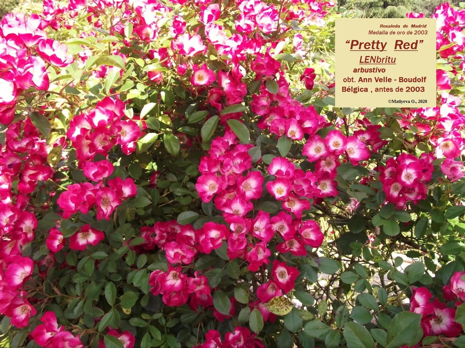 Spanish Red Rose (Rose 'Spanish Red') — with the plant reaching an upright height of approximately 3 to 4 feet and a spread of around 2 to 3 feet