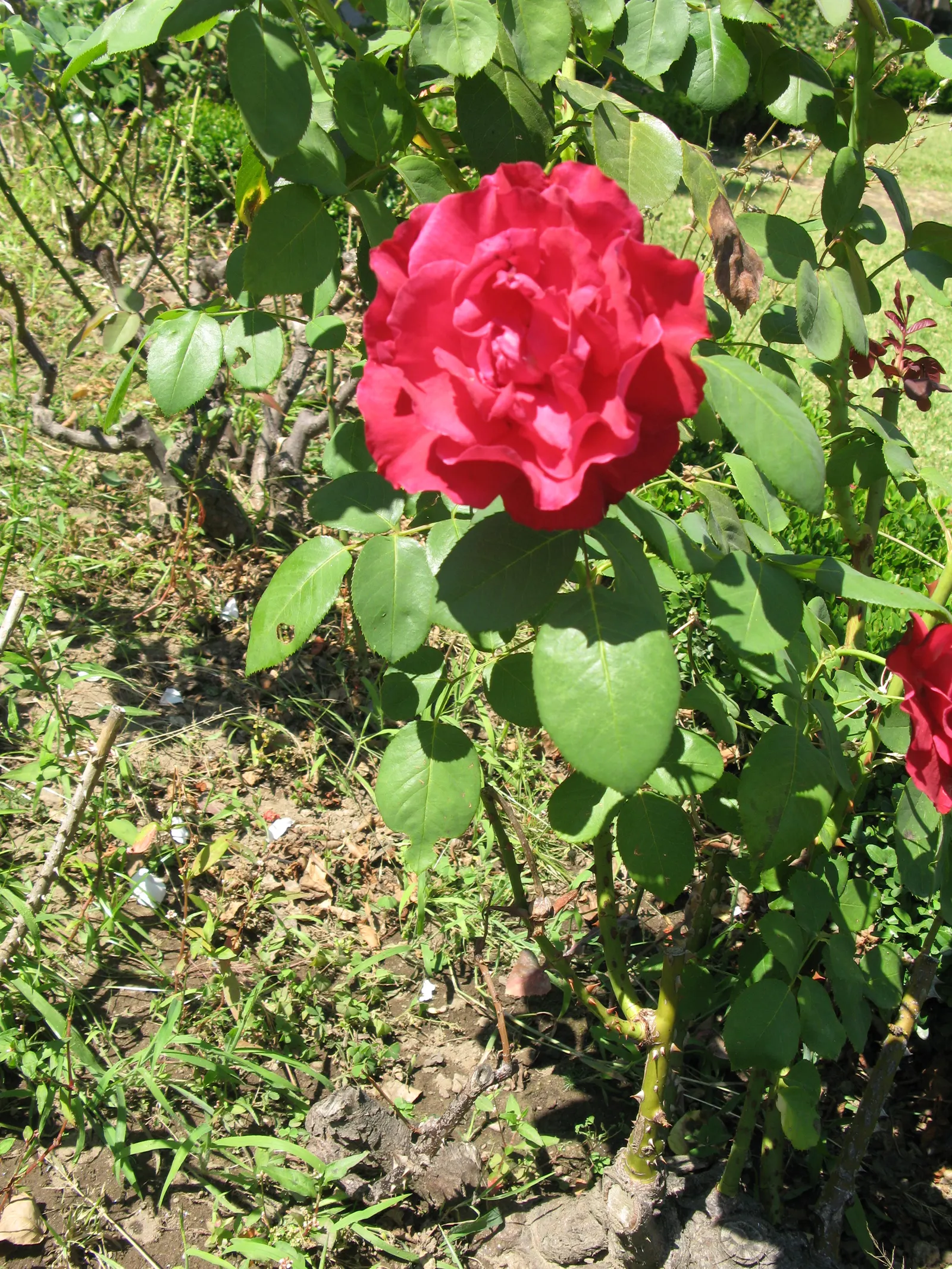 Spanish Red Rose (Rose 'Spanish Red') — their sizable presence a magnificent showpiece in any landscape; shrub with red blooms