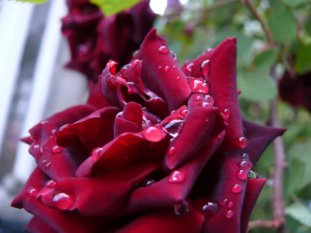 Spanish Red Rose (Rose 'Spanish Red') — With its intense red color and classic beauty