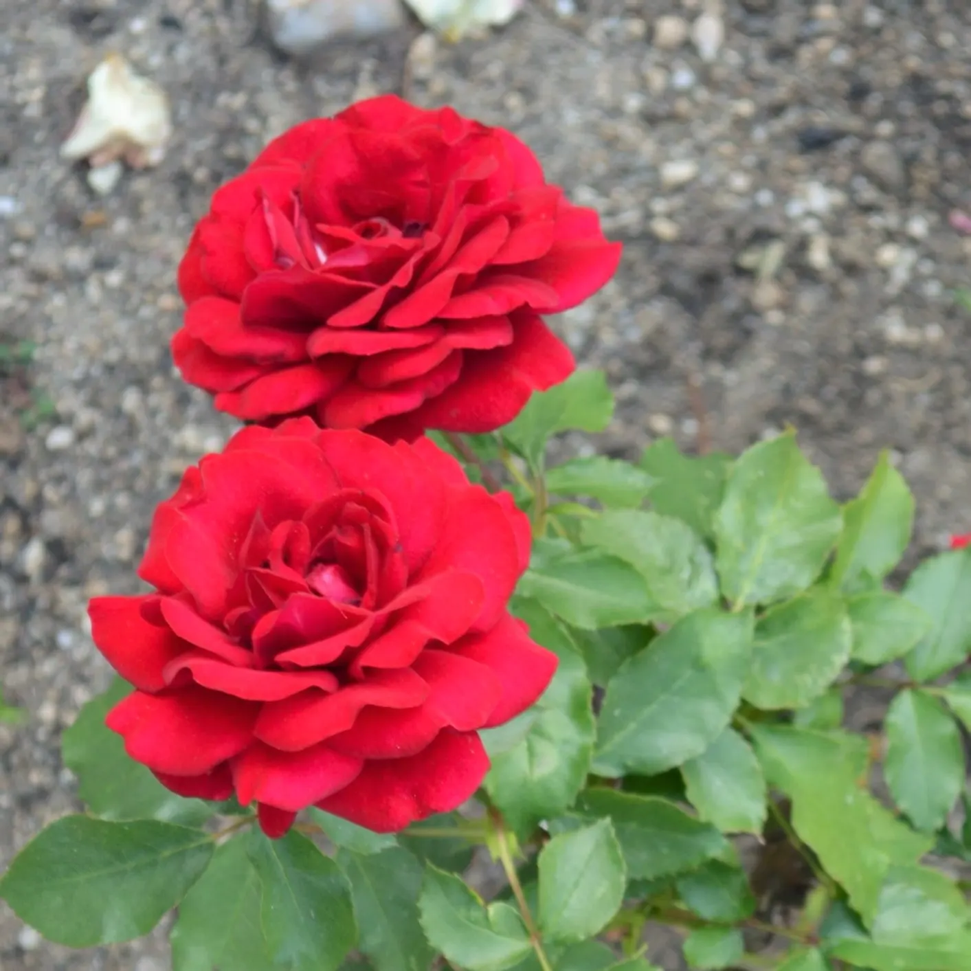 Spanish Red Rose (Rose 'Spanish Red') — It offers a moderate fragrance and excellent disease resistance, ideal for borders and ornamental beds, image 32