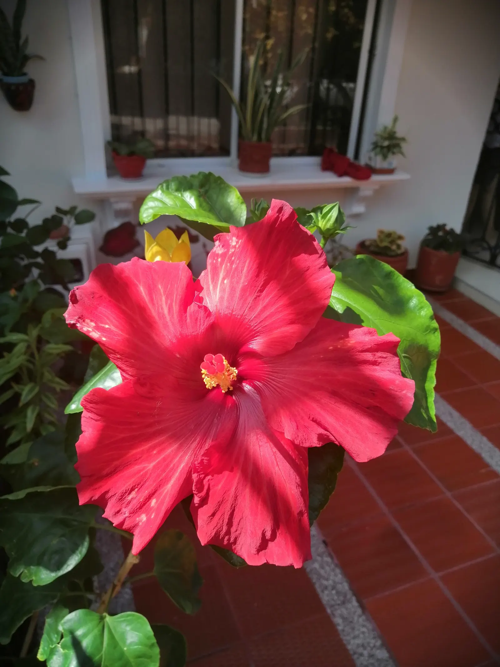 Spanish Red Rose (Rose 'Spanish Red') — Regular deadheading will promote further blooming and maintain a neat appearance