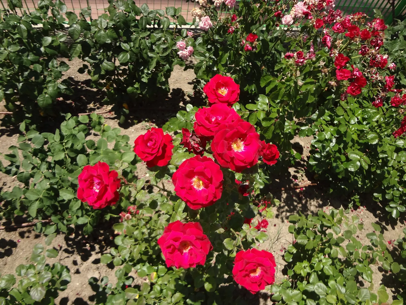 Spanish Red Rose (Rose 'Spanish Red') — which are recurrently in bloom from late spring until the first frost