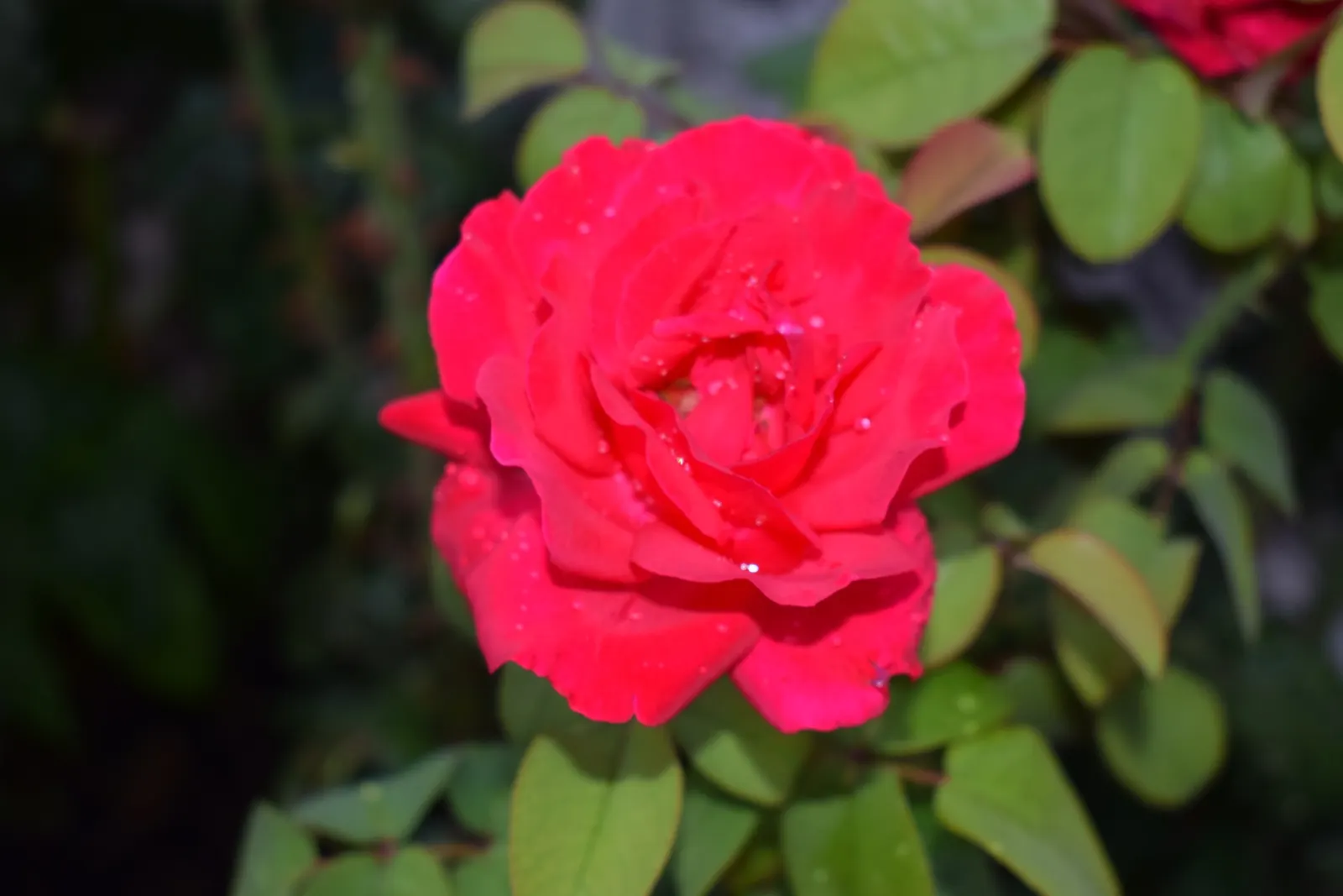 Spanish Red Rose (Rose 'Spanish Red') — red flowers in the garden