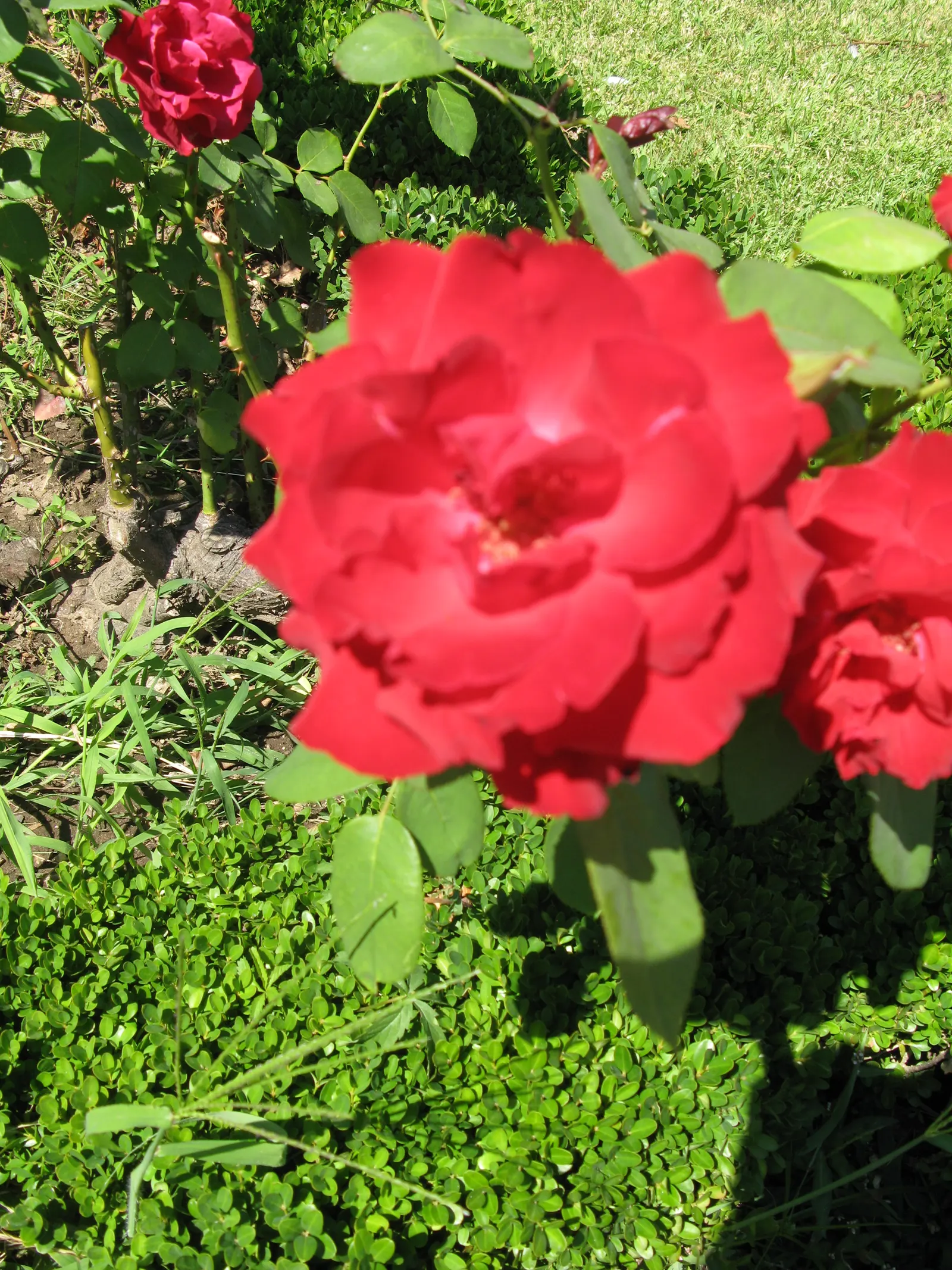 Spanish Red Rose (Rose 'Spanish Red') — Noted for their velvety texture and exquisite form; which are recurrently in bloom from late spring until the first