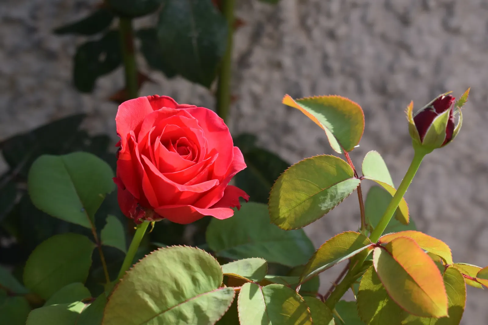 Spanish Red Rose (Rose 'Spanish Red') — shrub for full