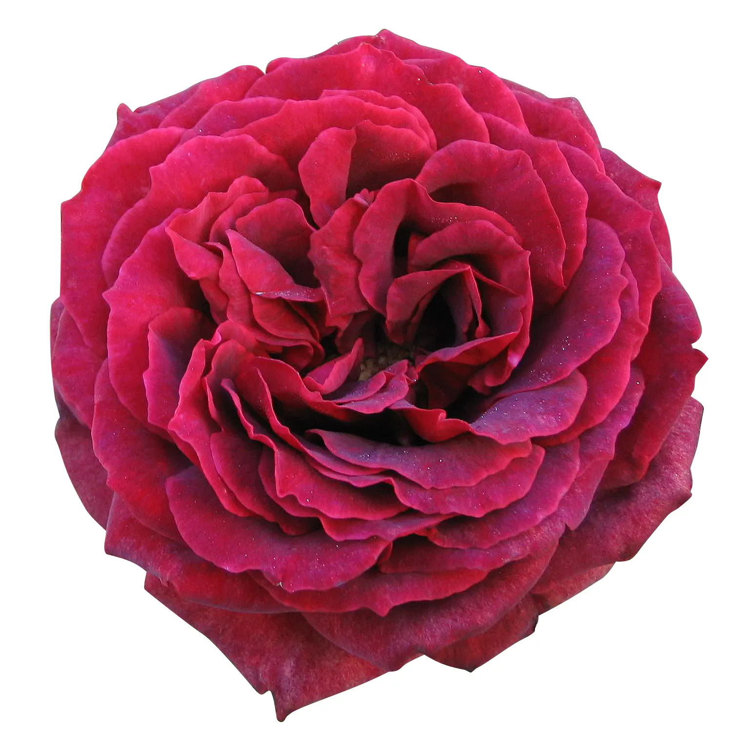 Spanish Red Rose (Rose 'Spanish Red') — is key to ensuring the health of this rose.<br><br>Furthermore
