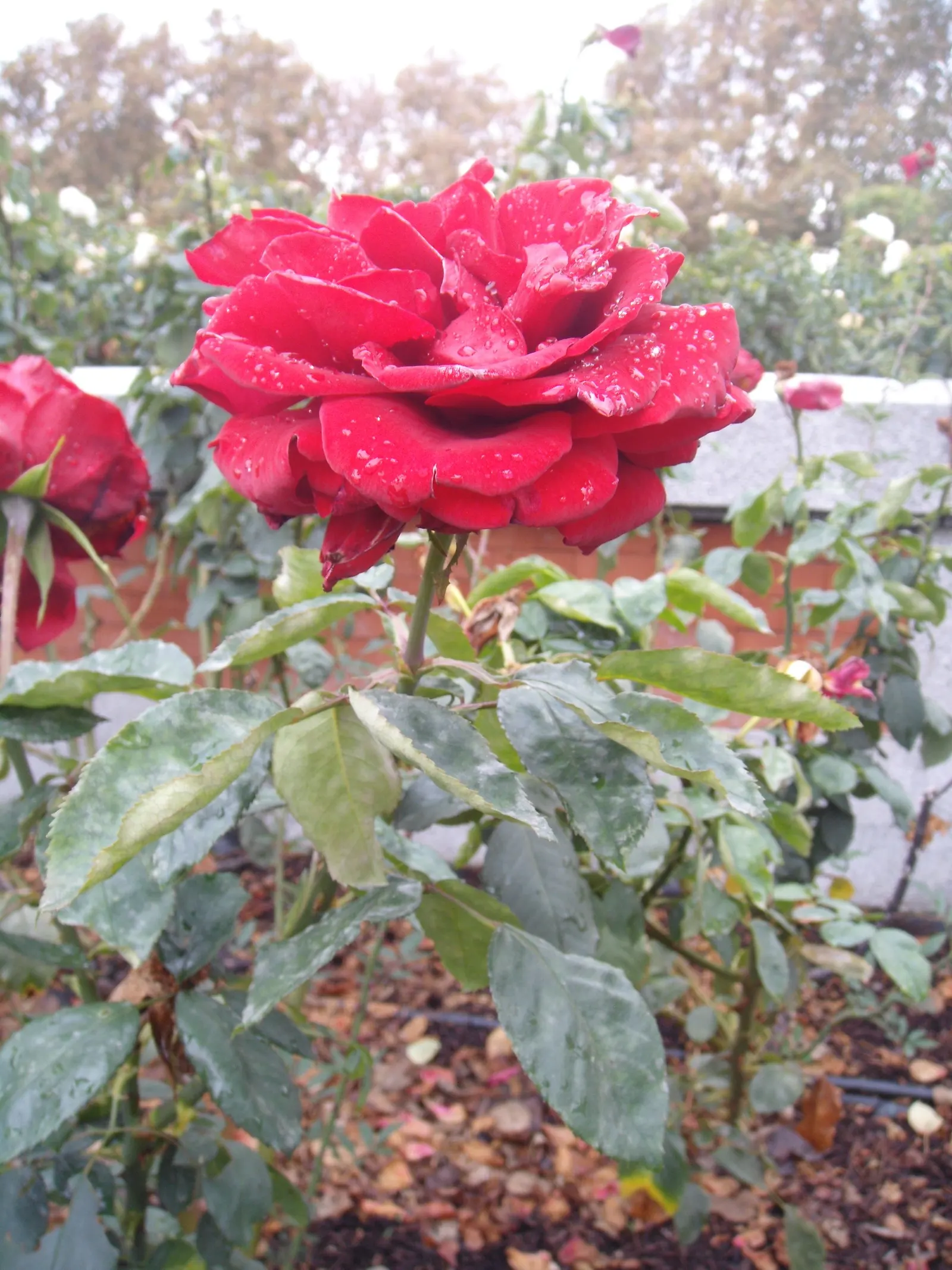 Spanish Red Rose (Rose 'Spanish Red') — Preferring full sun, it requires well-drained soil; is key to ensuring the health of this rose.<br><br>Furthermore
