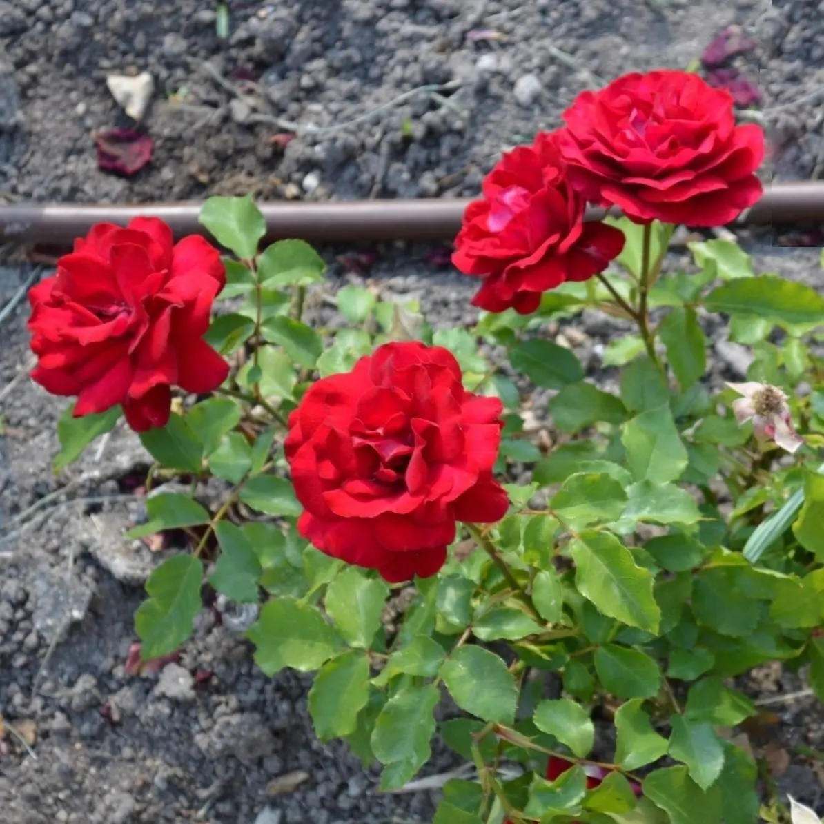 Spanish Red Rose (Rose 'Spanish Red') — the flowers can grow to be about 4 to 5 inches in diameter; this rose variety demonstrates good disease resistance