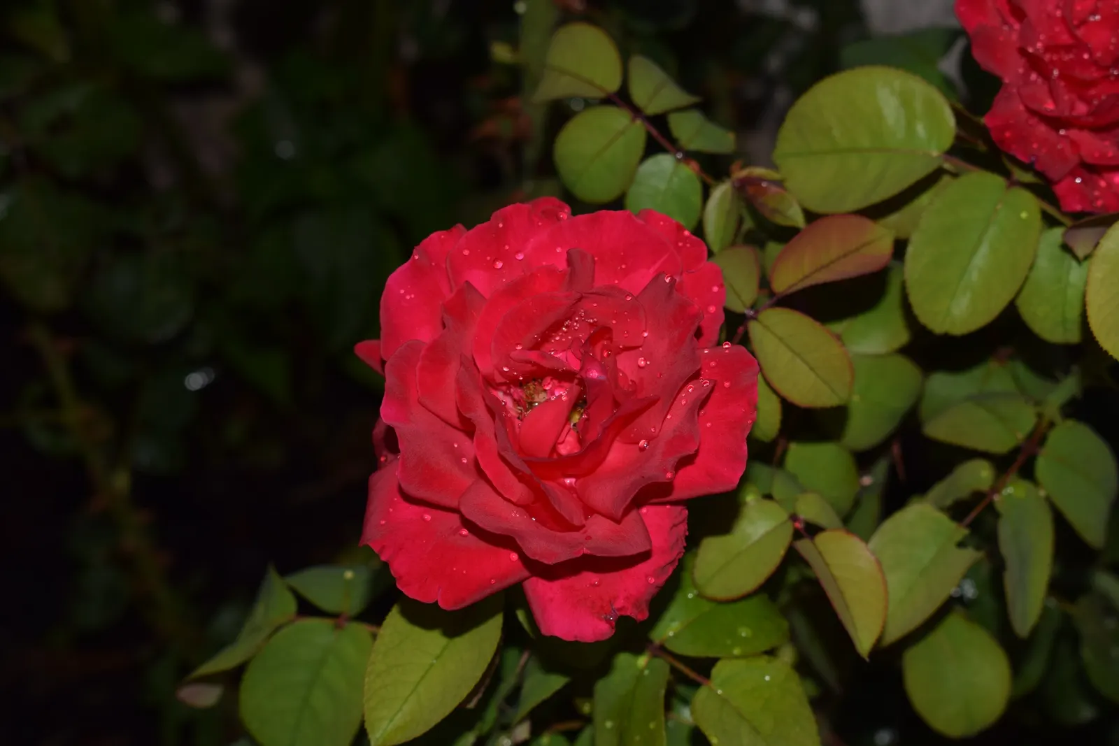 Spanish Red Rose (Rose 'Spanish Red') — shrub with red blooms