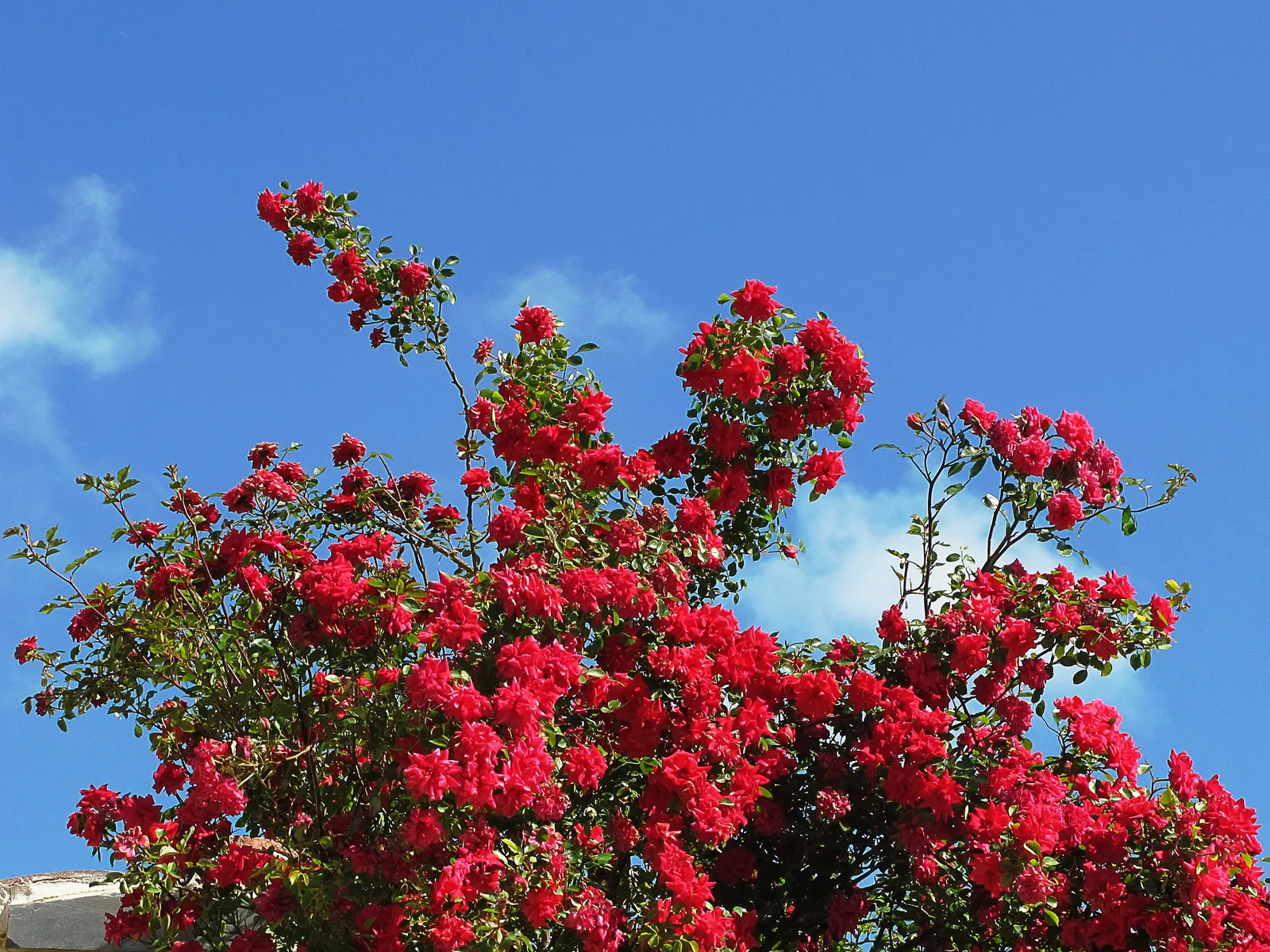 Spanish Red Rose (Rose 'Spanish Red') — notably against rust and mildew