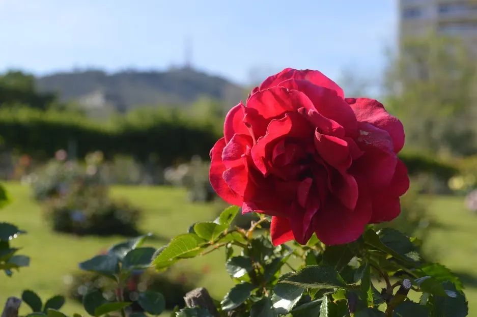 Spanish Red Rose (Rose 'Spanish Red') — Adaptable to USDA Hardiness Zones 5 through 9