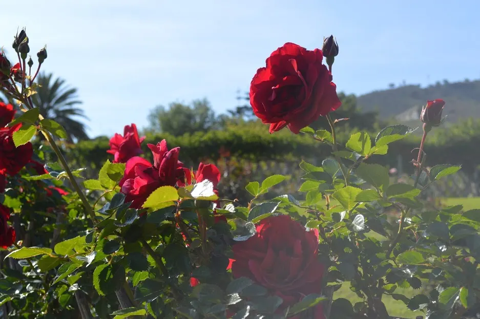 Spanish Red Rose (Rose 'Spanish Red') — the Rose 'Spanish Red' immediately captivates and can serve as a focal point in formal gardens