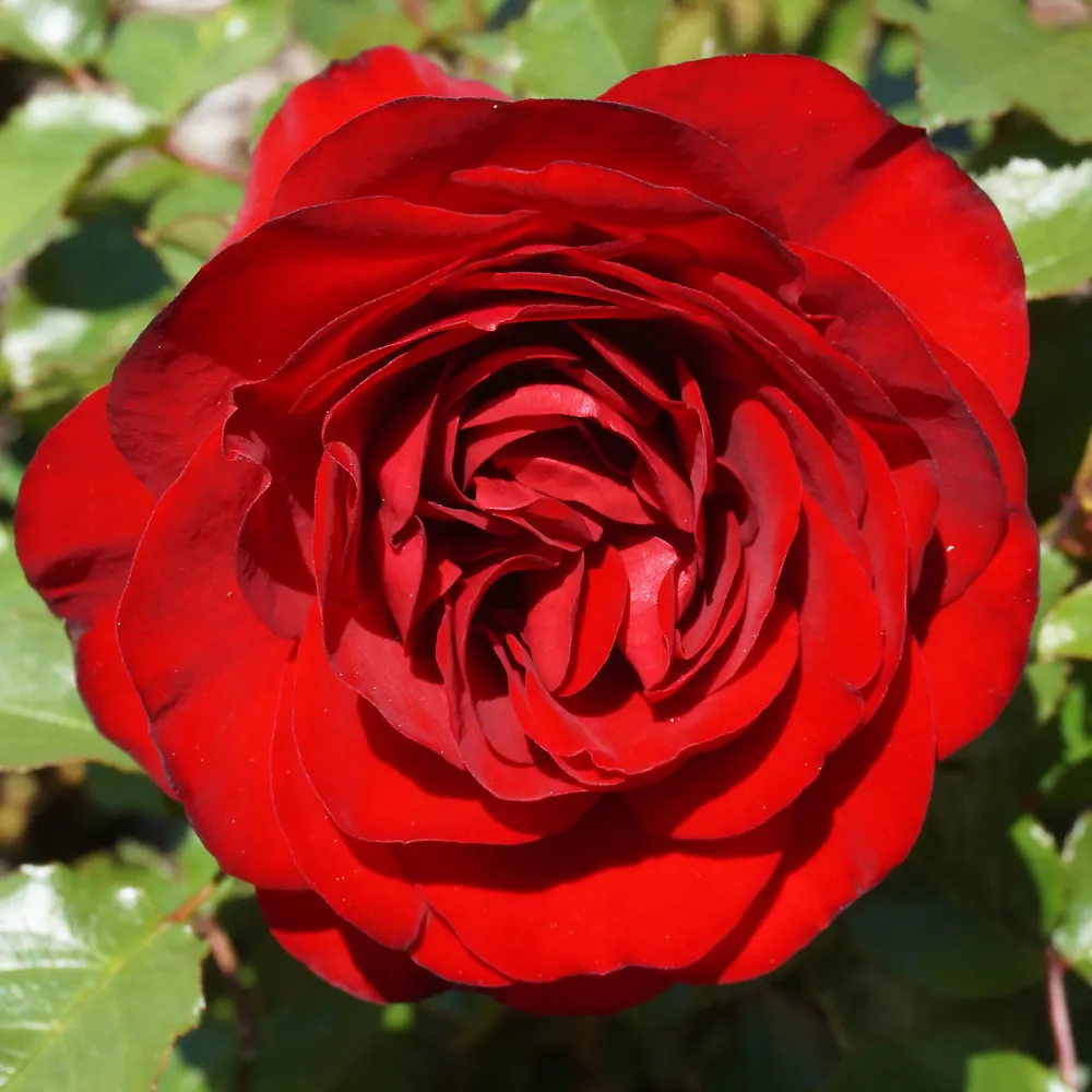 Spanish Red Rose (Rose 'Spanish Red') — It thrives in USDA zones 5 through 9, reaching up to 4 feet in height with a spread of 3 feet; glossy foliage provides