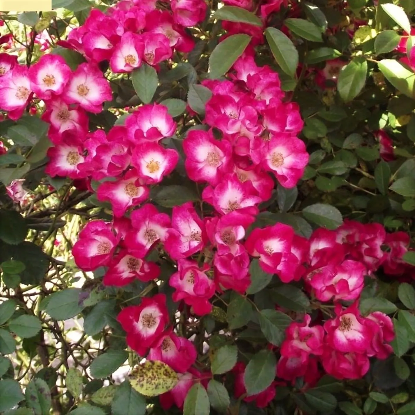 Spanish Red Rose (Rose 'Spanish Red') — glossy foliage provides a striking contrast to the intense red blossoms