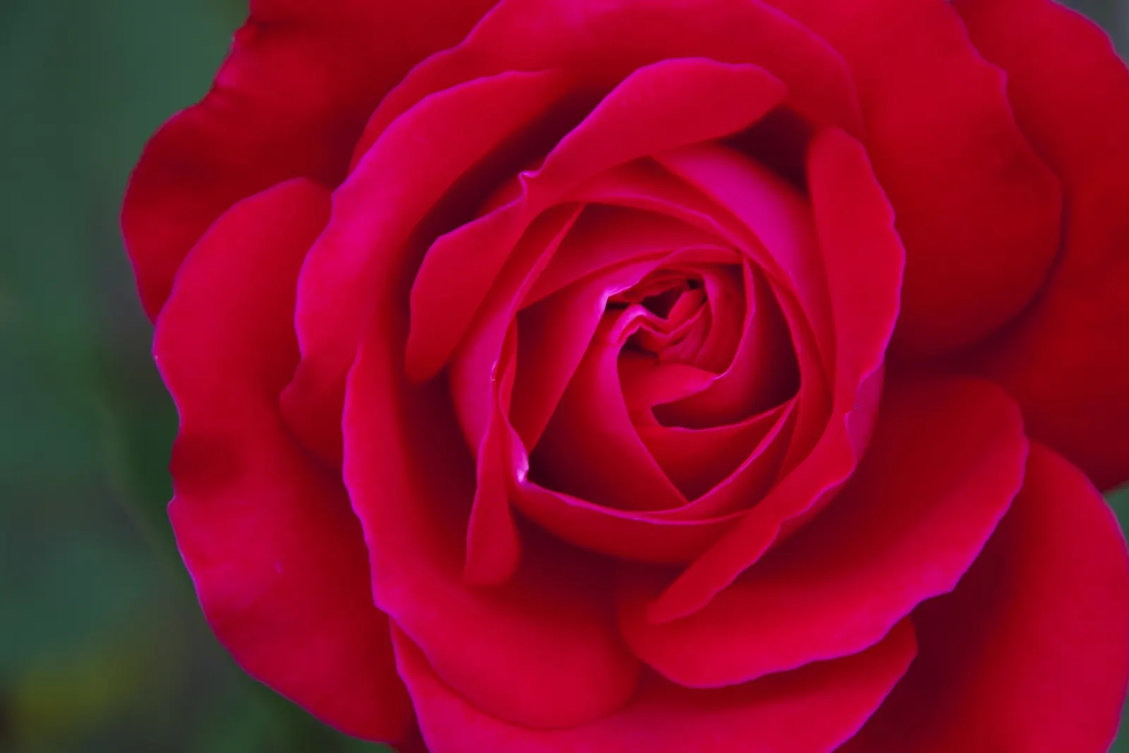 Spanish Red Rose (Rose 'Spanish Red') — coupled with well-draining soil