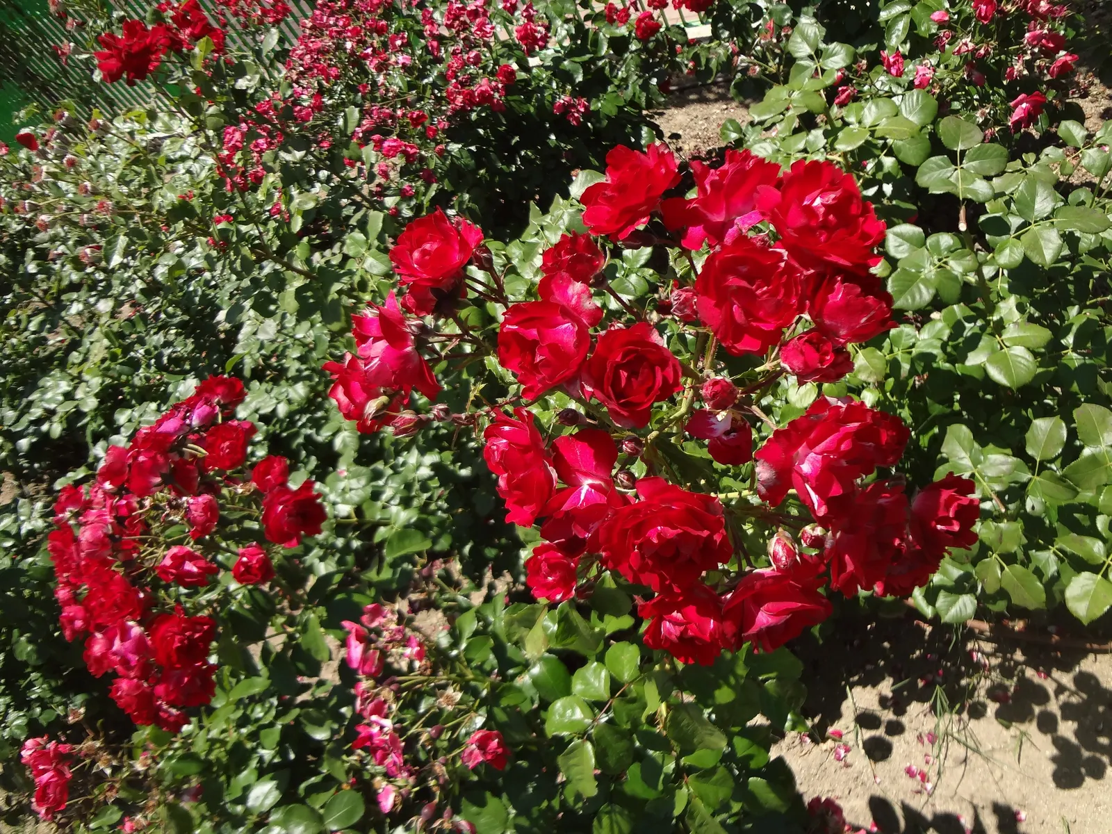 Spanish Red Rose (Rose 'Spanish Red') — the 'Spanish Red' performs optimally with full sun exposure