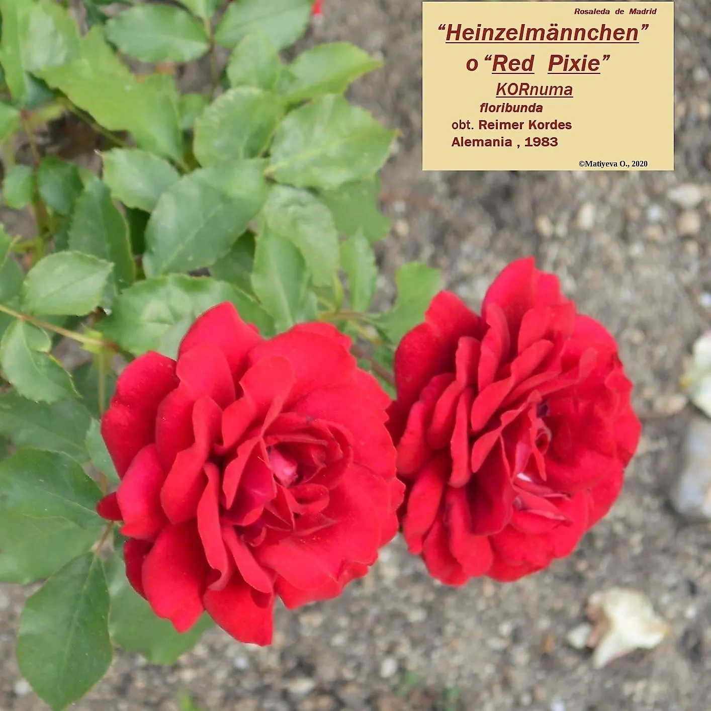 Spanish Red Rose (Rose 'Spanish Red') — Deadheading encourages rebloom, enhancing its long flowering season; red flowers in the garden