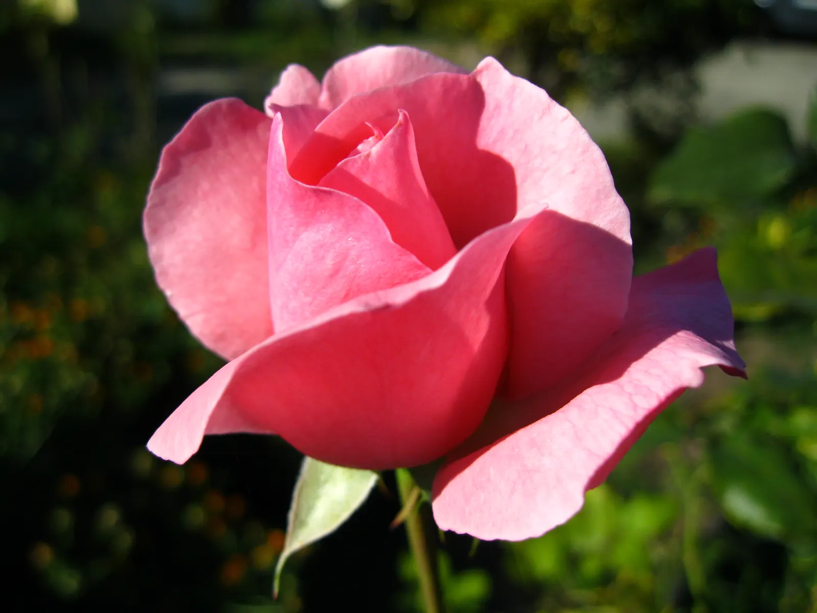Spanish Red Rose (Rose 'Spanish Red') — their sizable presence a magnificent showpiece in any landscape