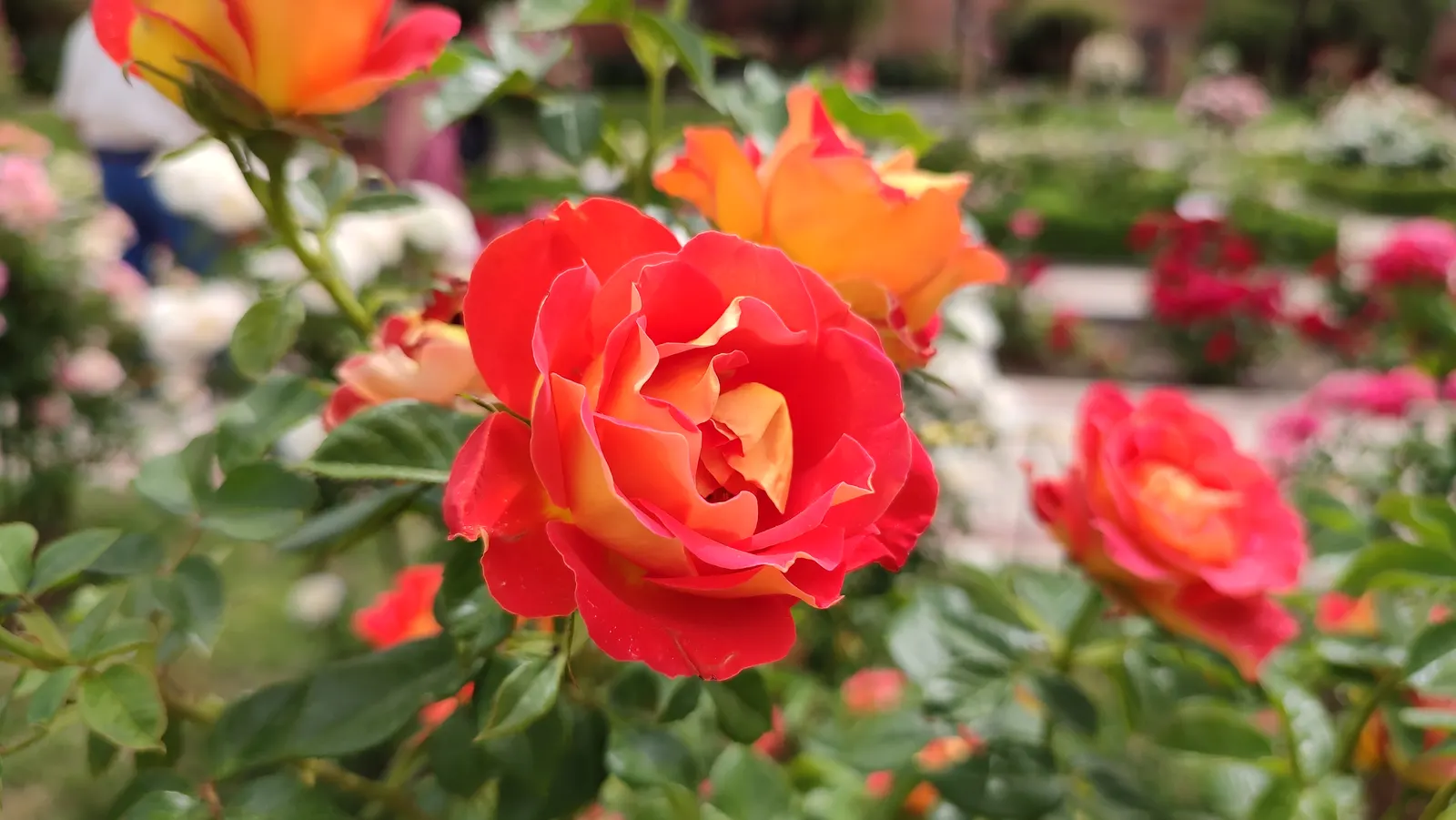 Spanish Red Rose (Rose 'Spanish Red') — velvety red-flowered shrub that becomes a dazzling focal point in any garden; deadheading encourages rebloom, enhancing