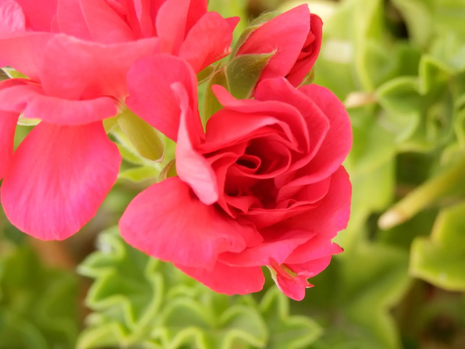 Spanish Red Rose (Rose 'Spanish Red') — requiring at least six hours of direct sun a day to maintain its robust coloration and bloom production
