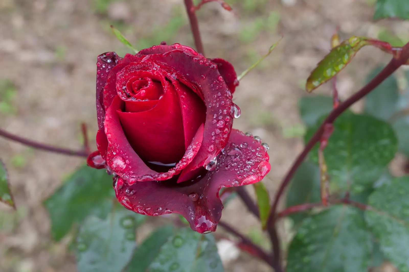 Spanish Red Rose (Rose 'Spanish Red') — Providing a medium soil moisture level
