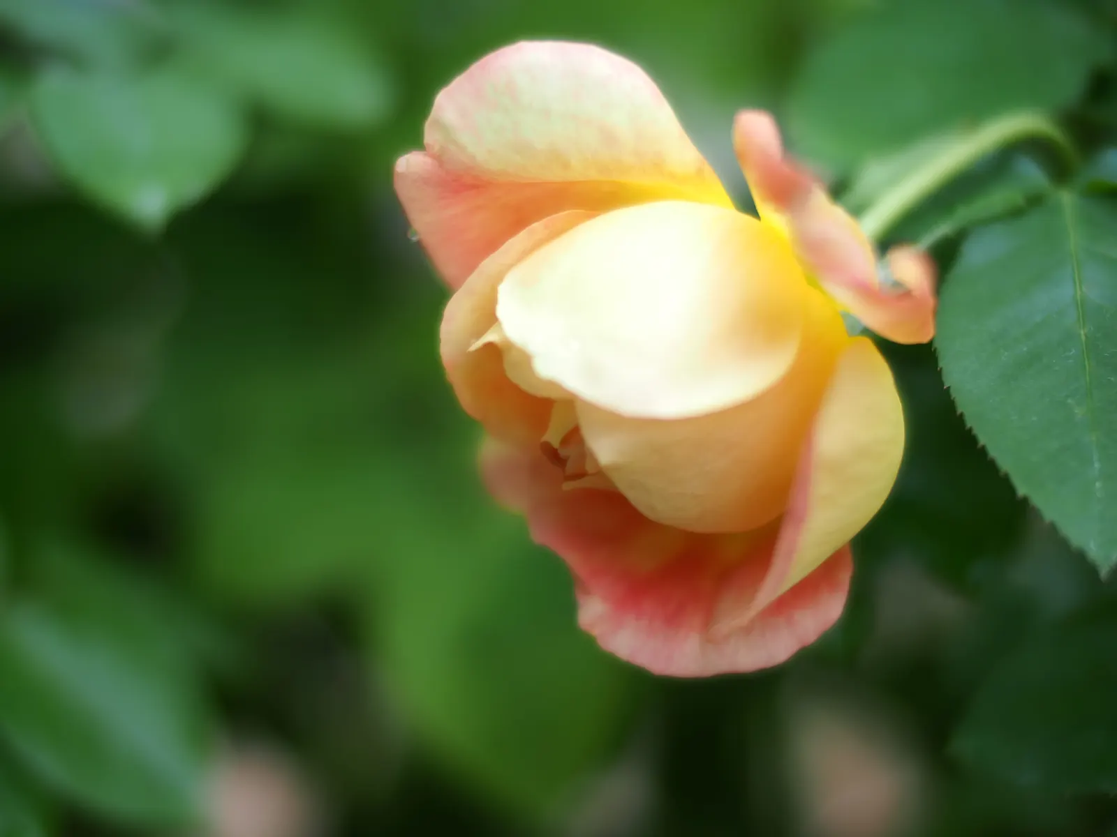 Spanish Red Rose (Rose 'Spanish Red') — this rose variety demonstrates good disease resistance