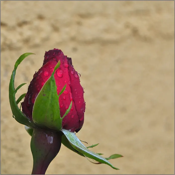 Spanish Red Rose (Rose 'Spanish Red') — the flowers can grow to be about 4 to 5 inches in diameter