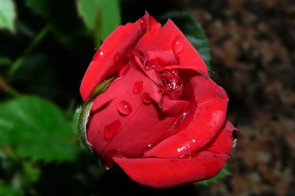Spanish Red Rose (Rose 'Spanish Red') — Noted for their velvety texture and exquisite form