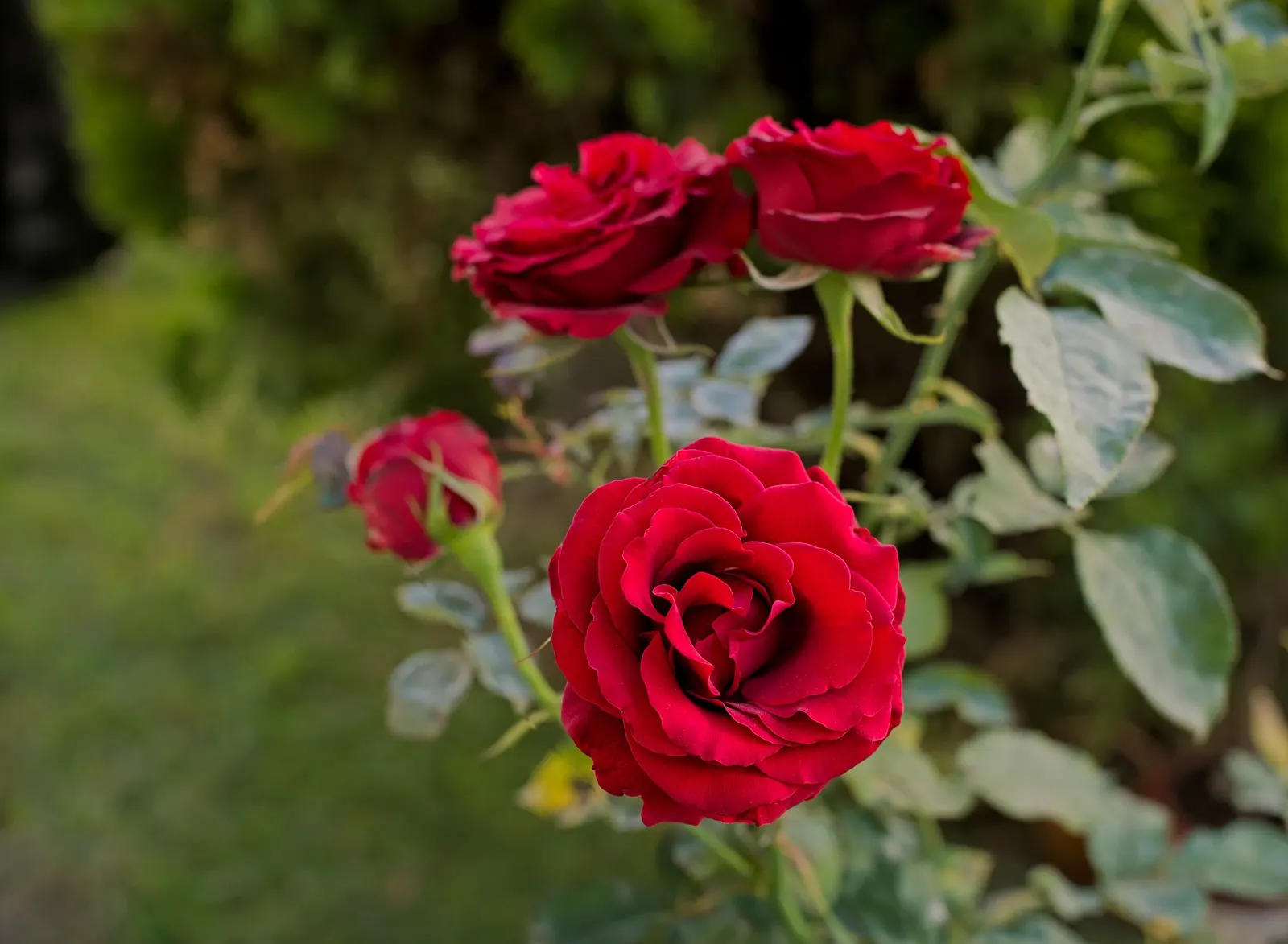 Spanish Red Rose (Rose 'Spanish Red') — Deadheading encourages rebloom, enhancing its long flowering season