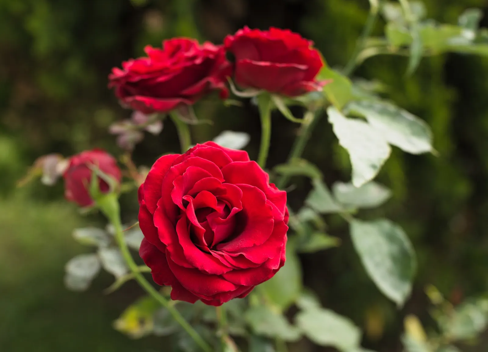 Spanish Red Rose (Rose 'Spanish Red') — It offers a moderate fragrance and excellent disease resistance, ideal for borders and ornamental beds