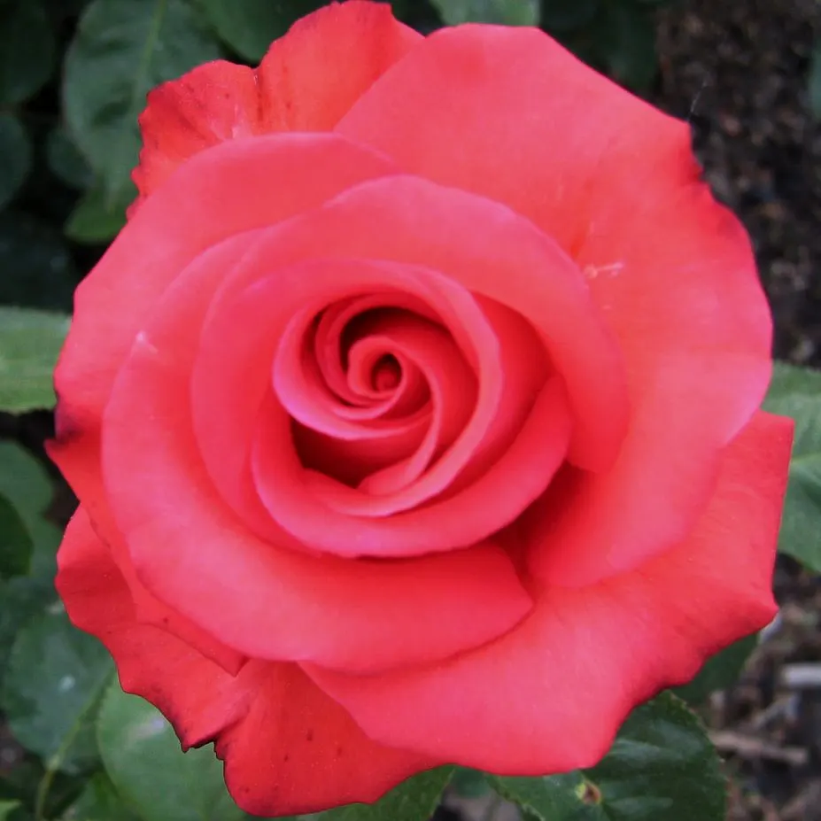 Spanish Red Rose (Rose 'Spanish Red') — Each stem typically showcases a single