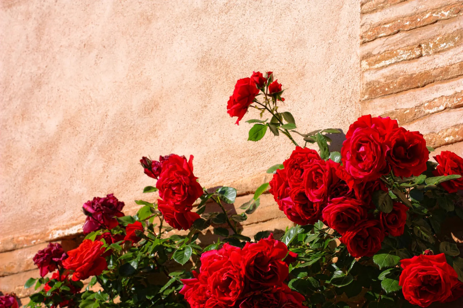 Spanish Red Rose (Rose 'Spanish Red') — Preferring full sun, it requires well-drained soil