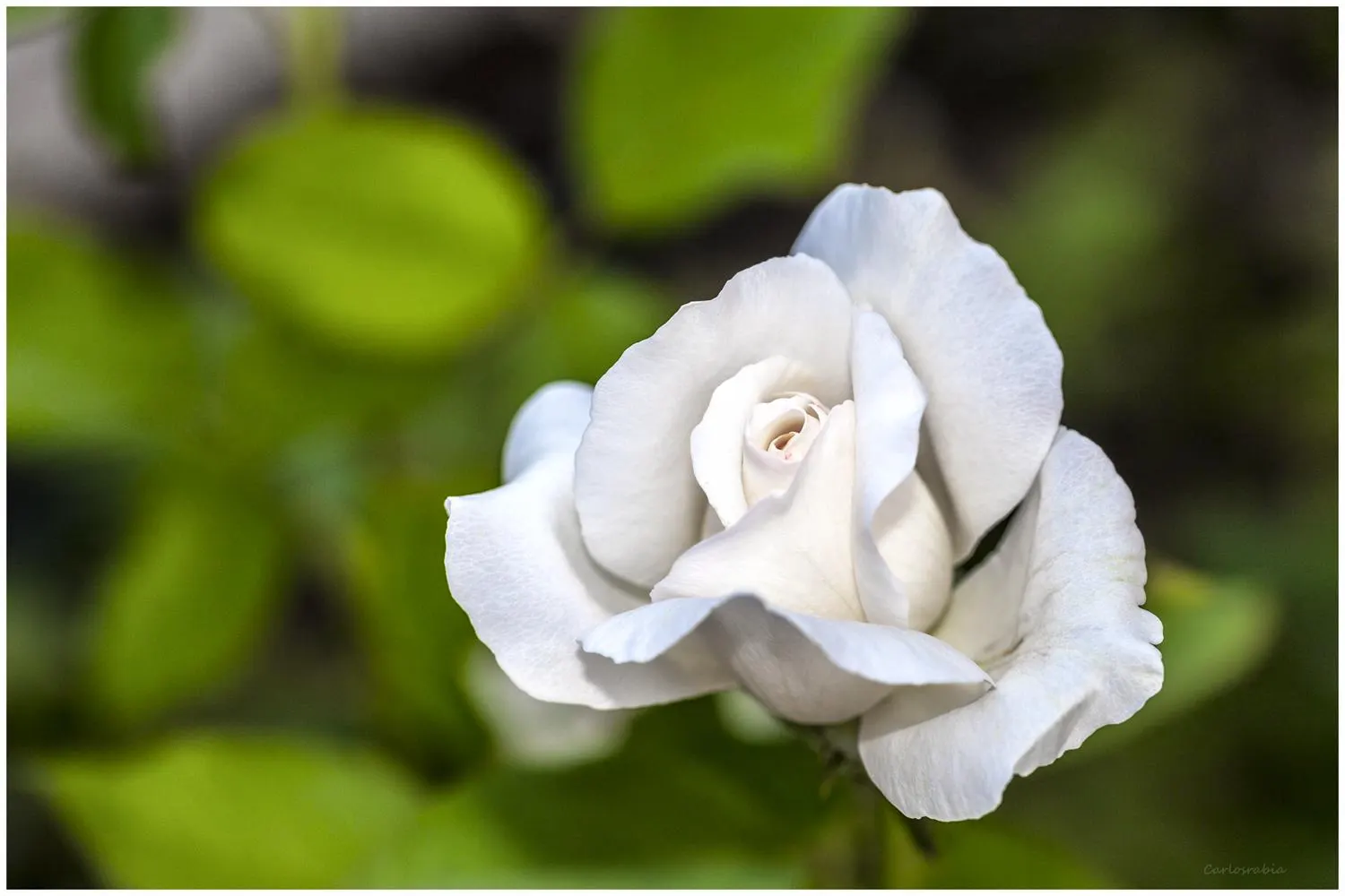 Spanish Red Rose (Rose 'Spanish Red') — velvety red-flowered shrub that becomes a dazzling focal point in any garden
