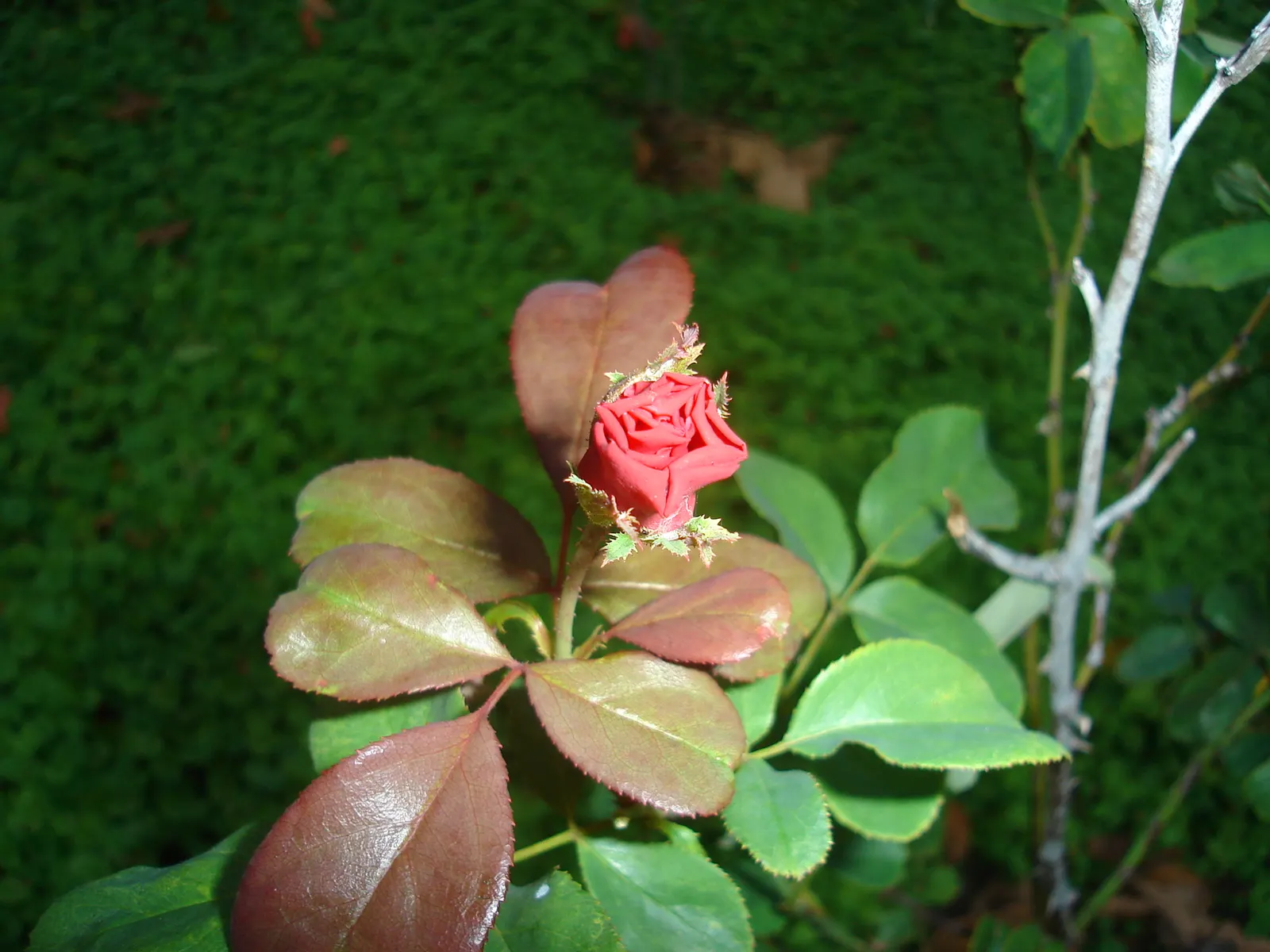 Spanish Red Rose (Rose 'Spanish Red') — It thrives in USDA zones 5 through 9, reaching up to 4 feet in height with a spread of 3 feet