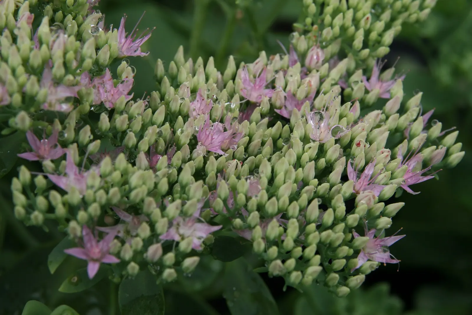 Brilliant Stonecrop (Sedum Spectabile 'Brilliant') — Its foliage consists of thick
