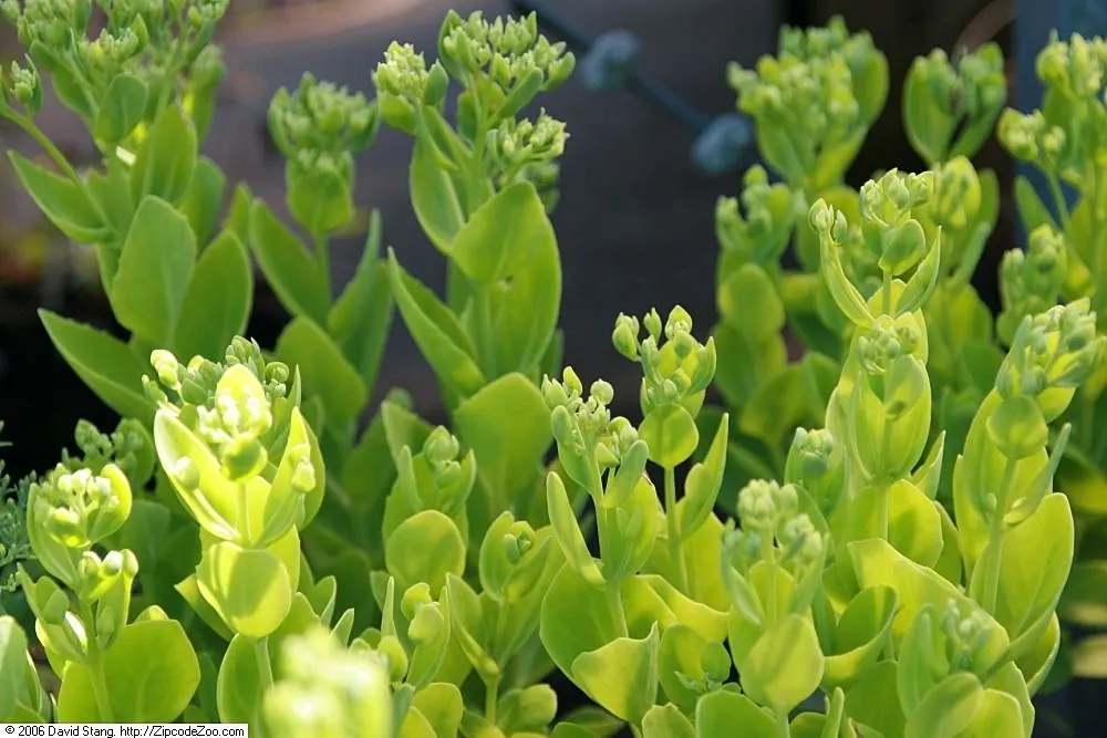 Brilliant Stonecrop (Sedum Spectabile 'Brilliant') — this drought-tolerant perennial requires well-drained soil