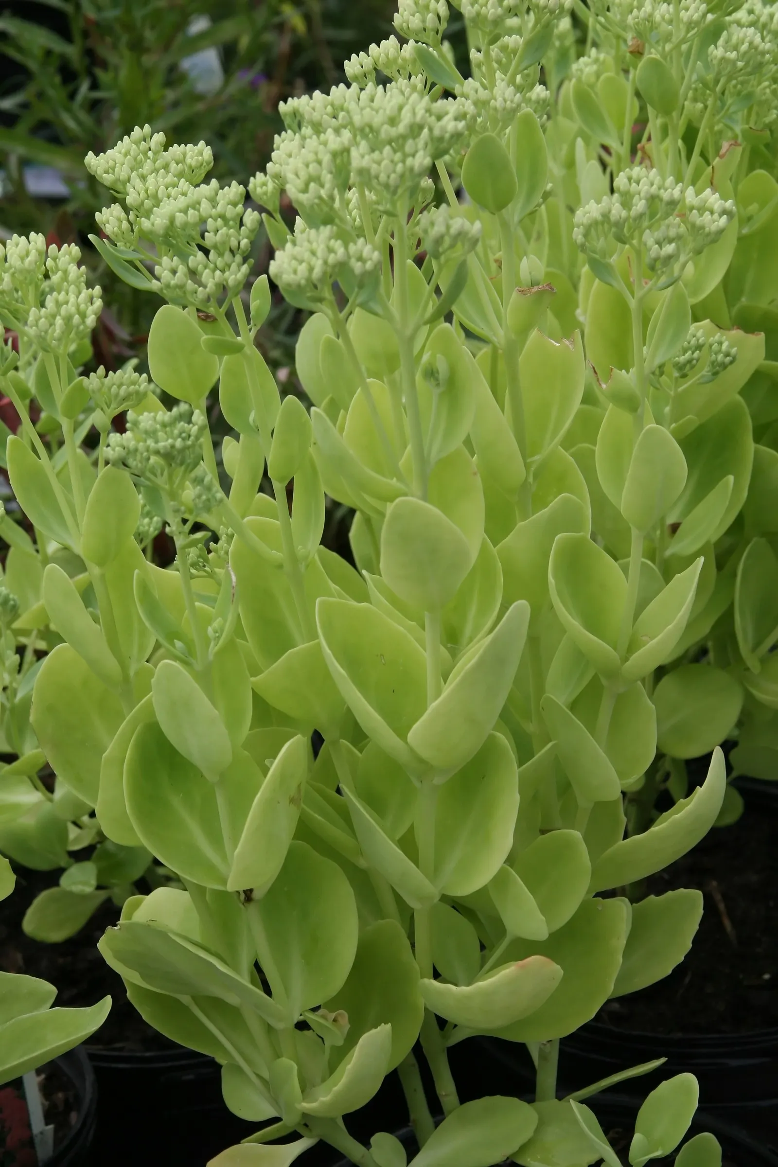 Brilliant Stonecrop (Sedum Spectabile 'Brilliant') — commonly referred to as Rose Red Stonecrop