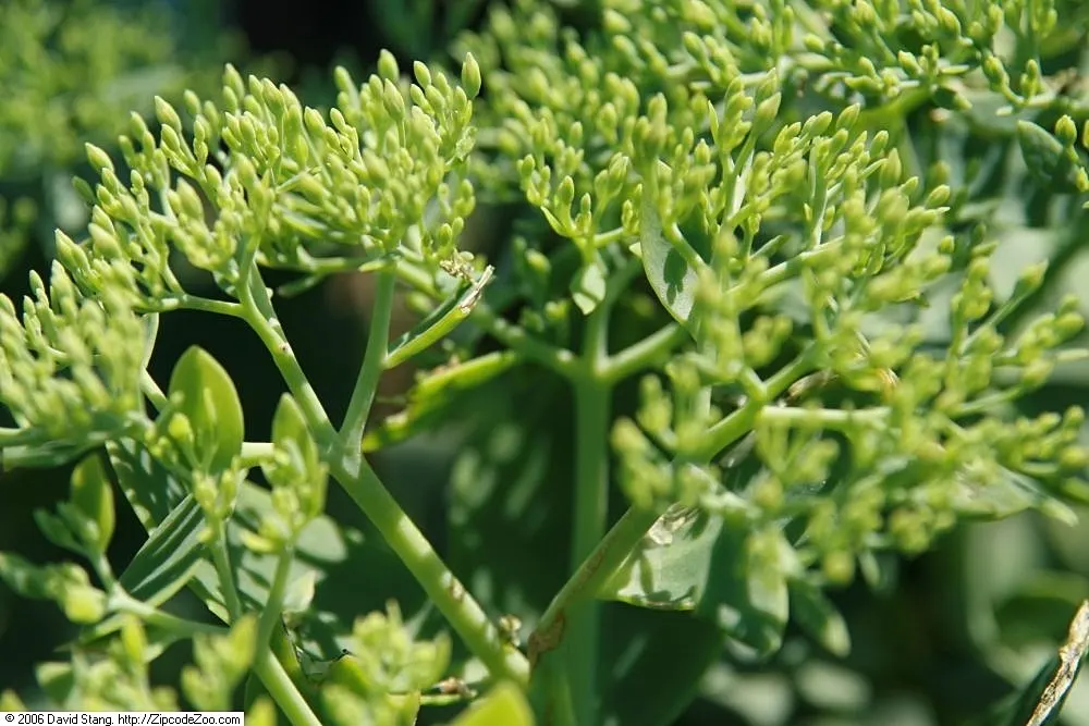 Brilliant Stonecrop (Sedum Spectabile 'Brilliant') — succulent leaves that are gray-green in color
