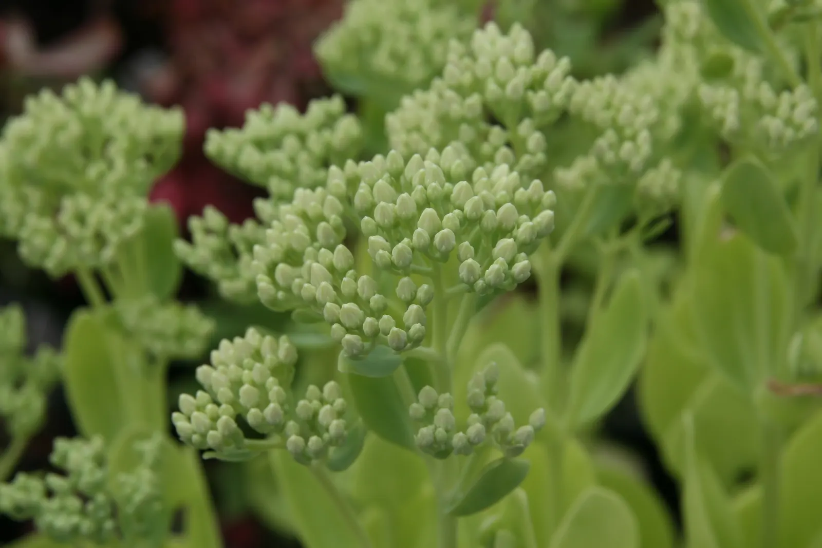 Brilliant Stonecrop (Sedum Spectabile 'Brilliant') — is a highly resilient and captivating perennial suited for a diverse range of landscape designs