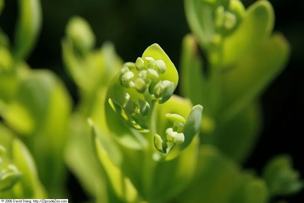 Brilliant Stonecrop (Sedum Spectabile 'Brilliant') — making it a substantial presence in garden beds and borders