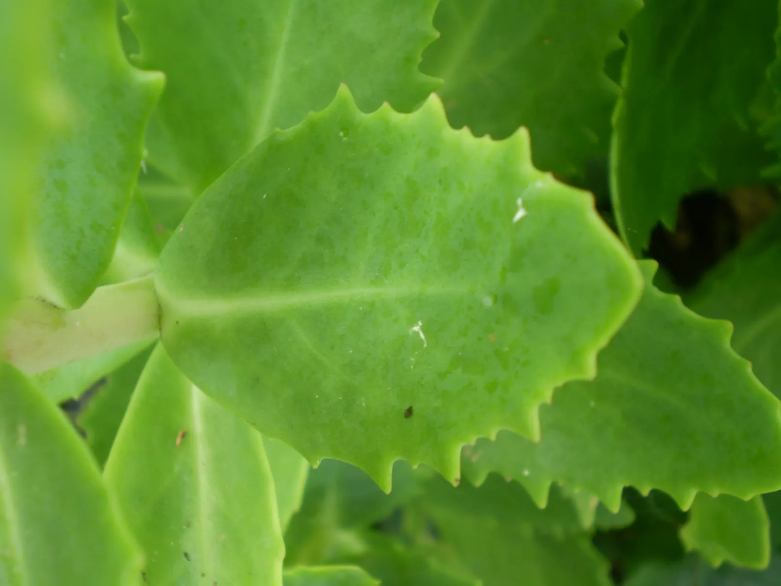 Brilliant Stonecrop (Sedum Spectabile 'Brilliant') — making it a maintenance-friendly choice for diverse landscape designs