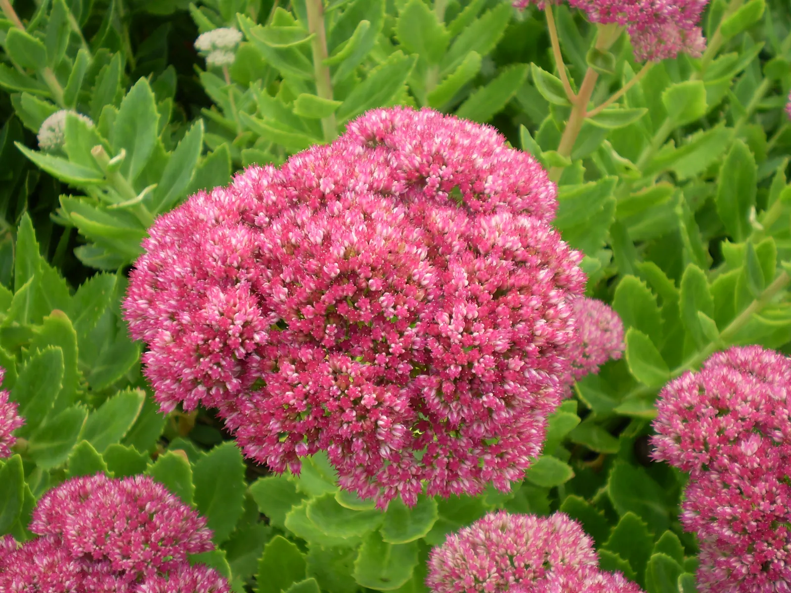 Brilliant Stonecrop (Sedum Spectabile 'Brilliant') — reaching up to 18 inches in height with an equal spread