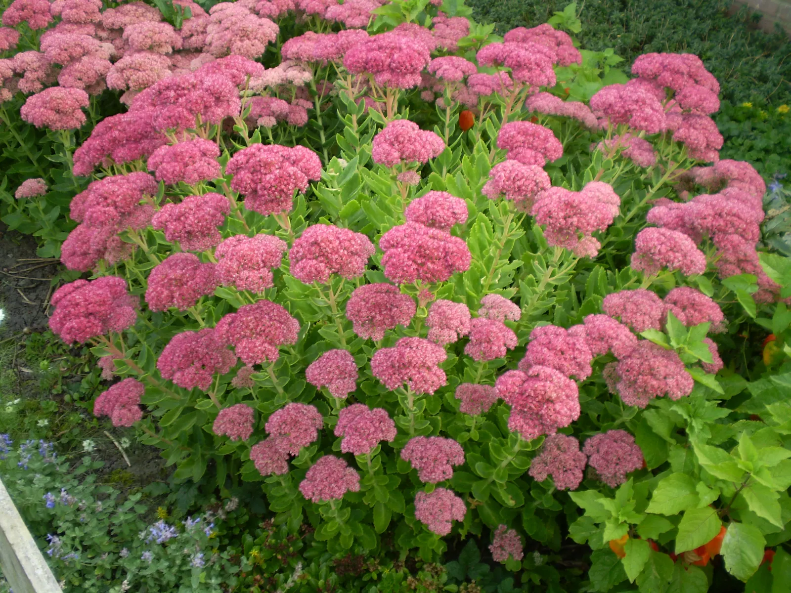 Brilliant Stonecrop (Sedum Spectabile 'Brilliant') — Esteemed for its vivid pink blooms in late summer to fall, it boasts succulent leaves and attracts