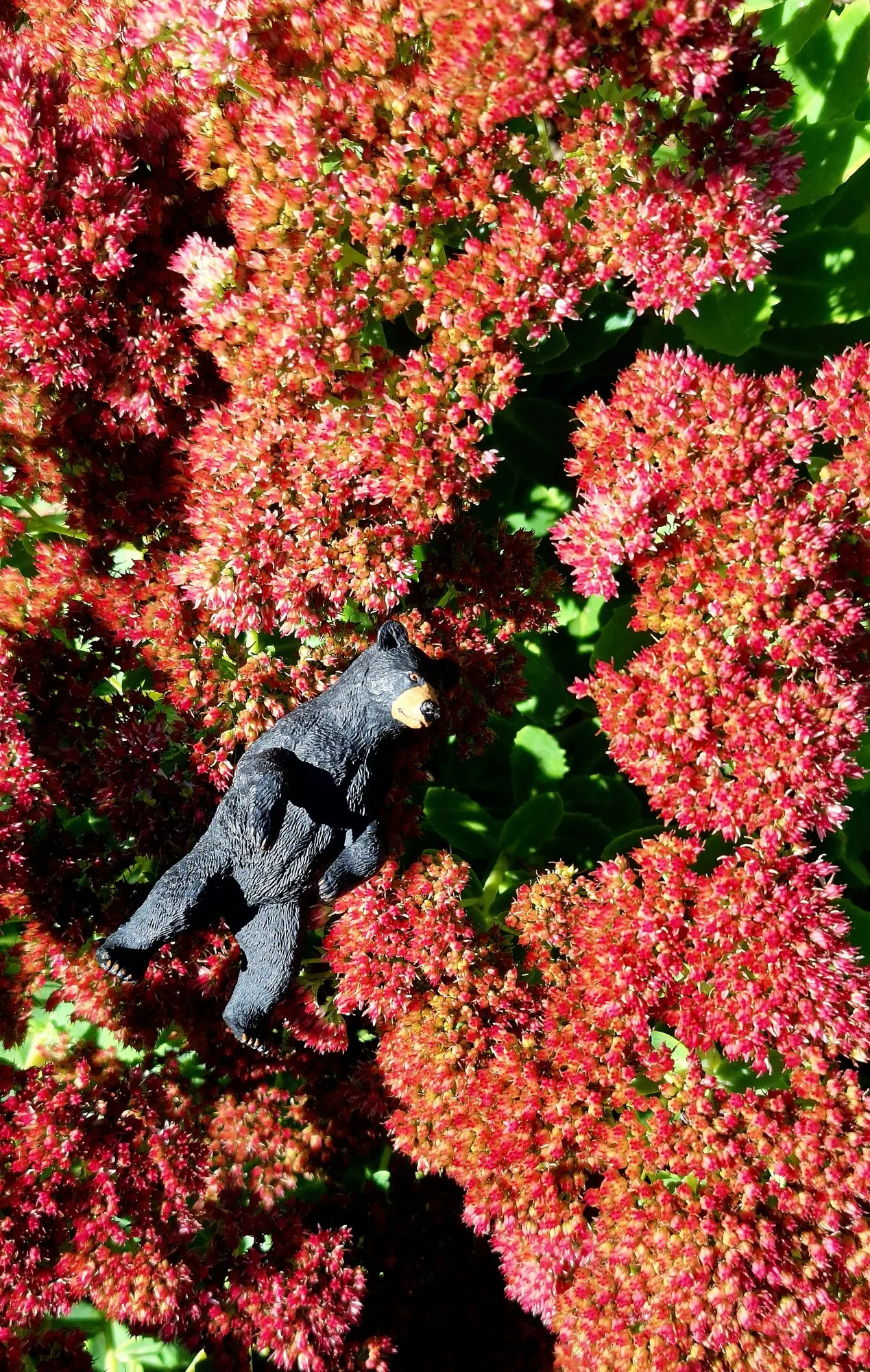 Brilliant Stonecrop (Sedum Spectabile 'Brilliant') — is a highly resilient and captivating perennial suited for a diverse range of landscape designs; sedum