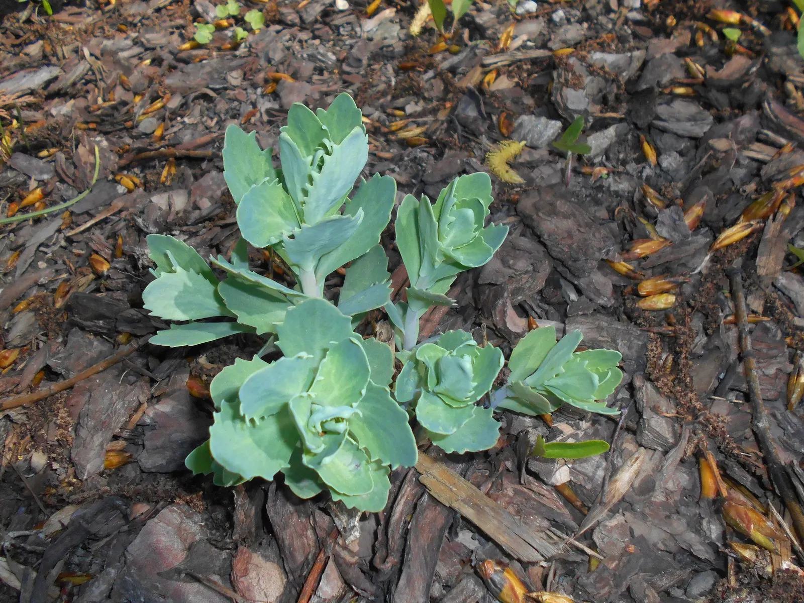 Brilliant Stonecrop (Sedum Spectabile 'Brilliant') — this drought-tolerant perennial requires well-drained soil; adding an important ecological function to
