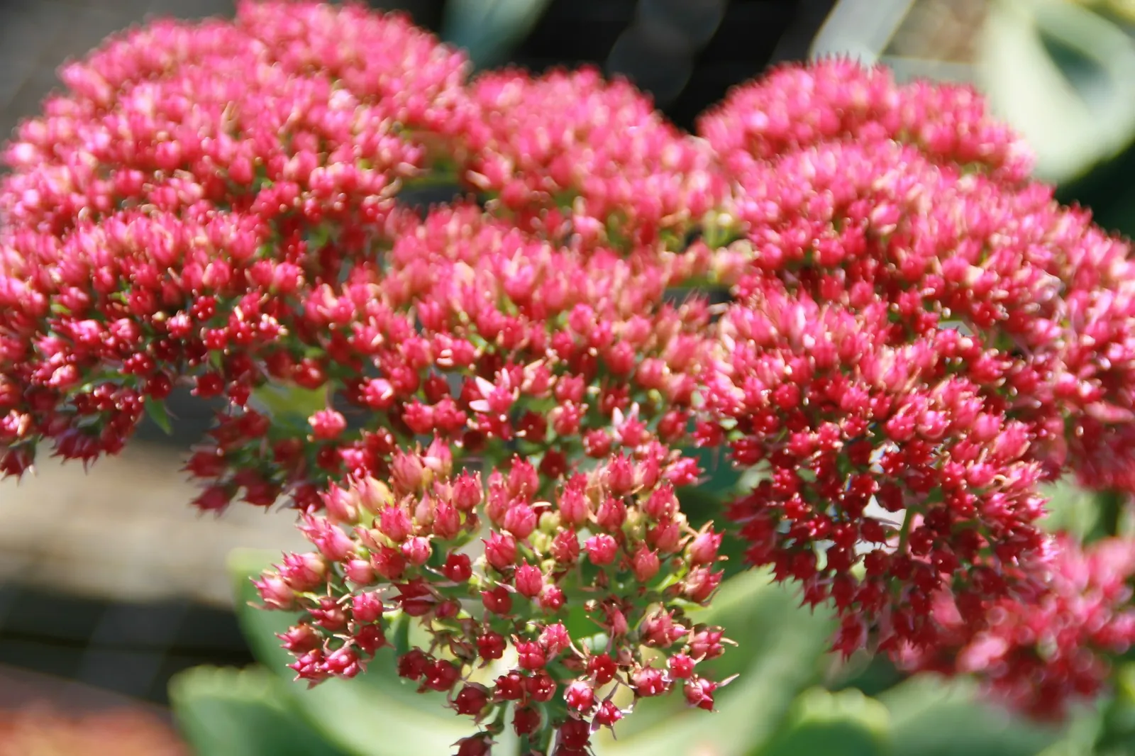 Brilliant Stonecrop (Sedum Spectabile 'Brilliant') — which makes it ideal for xeriscaped gardens or areas with poor